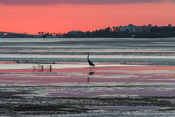 istock Sunset, San Carlos Bay, Bunche Beach Preserve, Florida 521226858