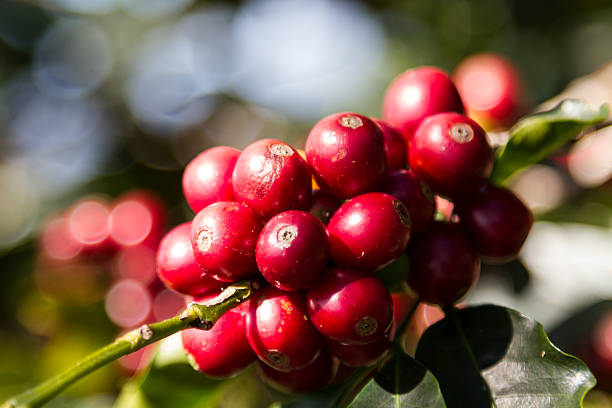 istock Coffee Beans, Costa Rica 521227046