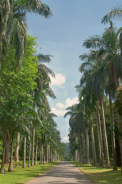 istock Beautiful palms alley 521227161
