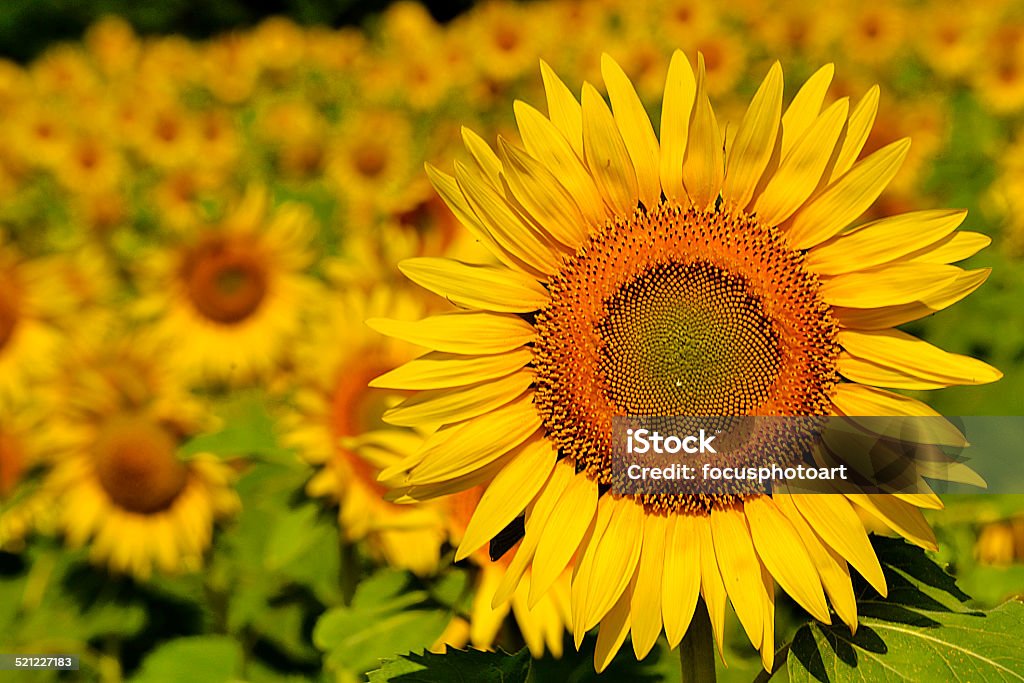 Close up of Yellow Sunflower Close up of Sunflower in the field  Agricultural Field Stock Photo