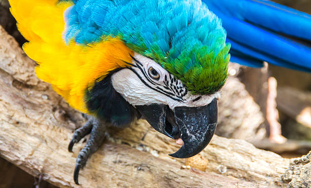 istock the macaw protrait in the farm 521227441