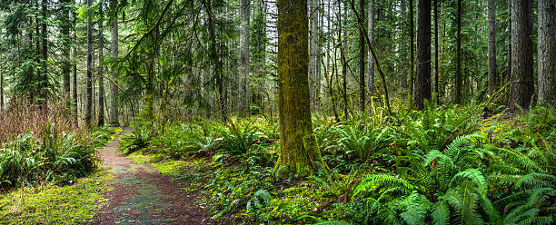 Old Forest Panorama Panoramic View of Old Forest with Trail olympic peninsula photos stock pictures, royalty-free photos & images