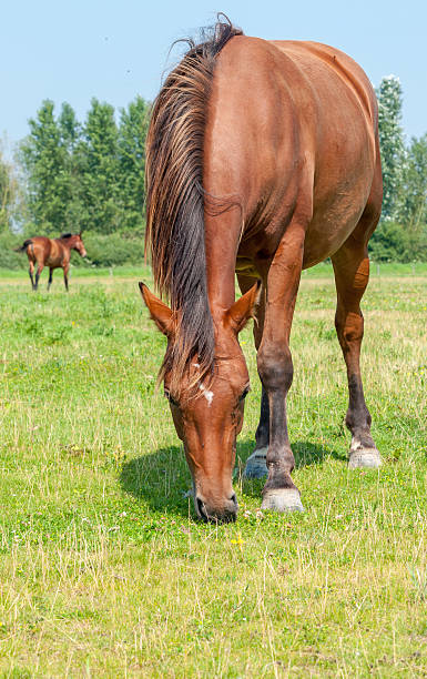 istock Brown horses grazing together 521227579