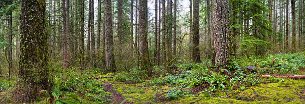velho panorama de floresta - forest fern glade copse imagens e fotografias de stock