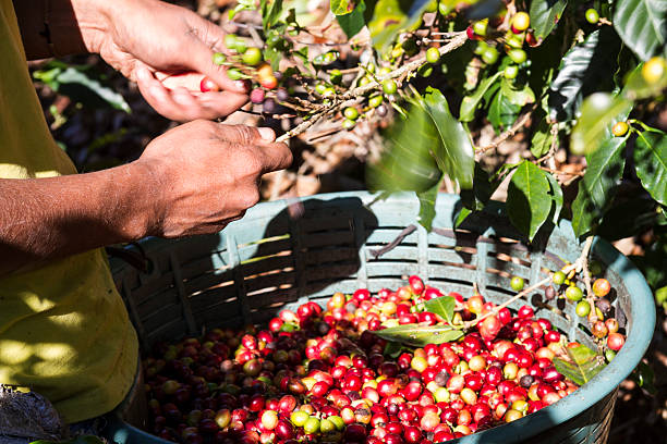 Harvesting Coffee Beans in Costa Rica