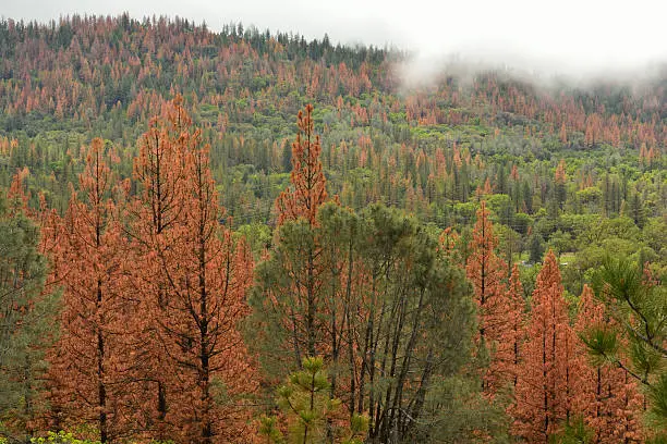 Photo of Pine Beetle Forest Damage