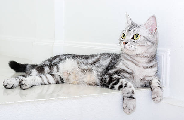 istock Cute American shorthair cat kitten with copy space 521227704