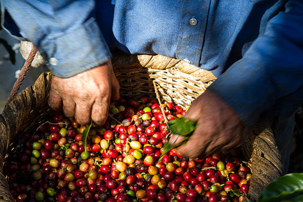 istock Fresh-picked coffee beans in Costa Rica 521227910