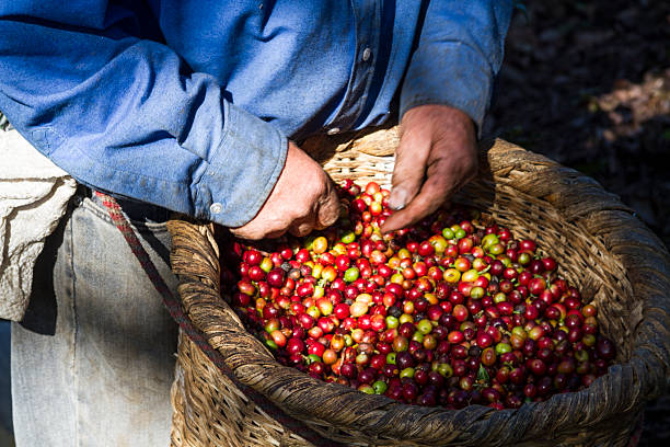 istock Fresh-picked coffee beans in Costa Rica 521227942