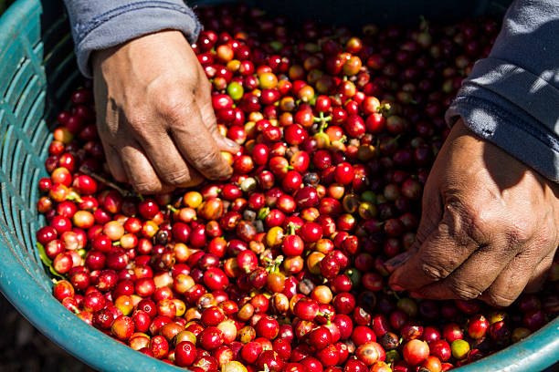 istock Fresh-picked coffee beans in Costa Rica 521227984