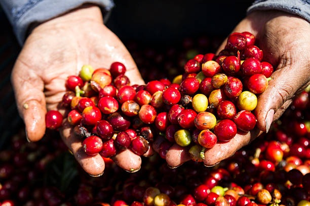 istock Fresh-picked coffee beans in Costa Rica 521228010
