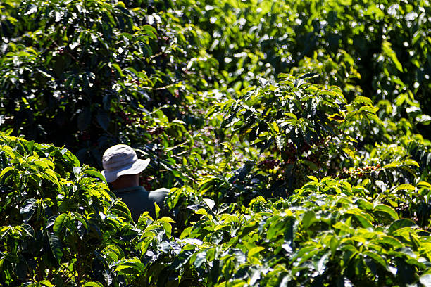 収穫のコスタリカコーヒー農園 - middle human age leaf tree ストックフォトと画像