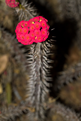 Euphorbia milii (crown of thorns, Christ plant, Christ thorn)at night in Madagascar
