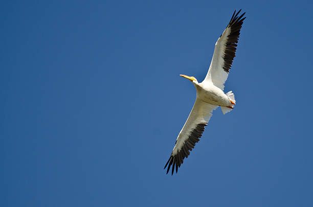 istock American White Pelican Flying in a Blue Sky 521228451