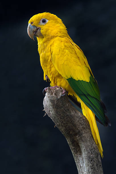 istock Golden Parakeet Portrait 521228508