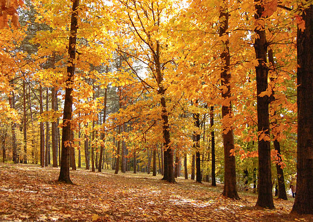 istock tall autumn trees in the park 521229491