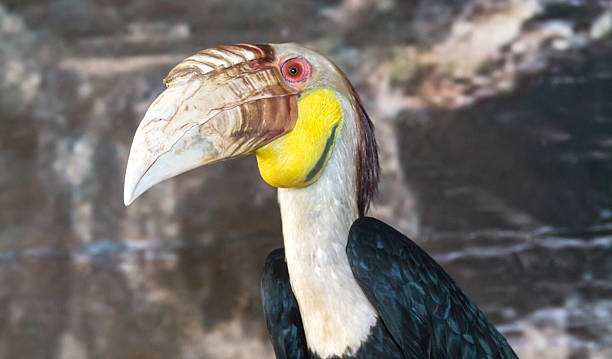 istock Macaw protrait in the farm 521229601