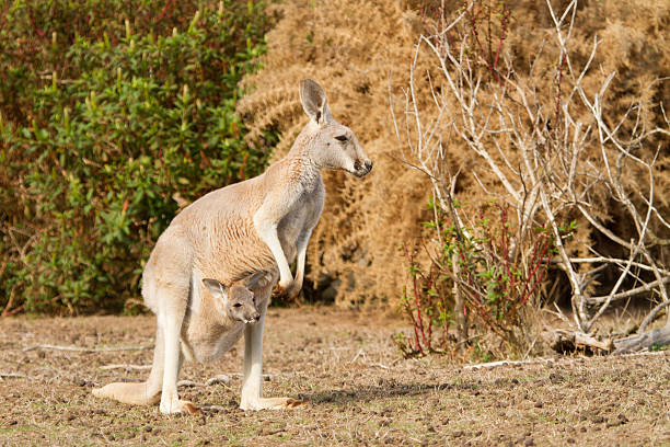 Kangaroo and Joey A red kangaroo and its joey in the pouch red kangaroo stock pictures, royalty-free photos & images