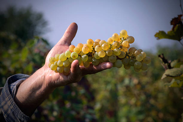 handful grapes