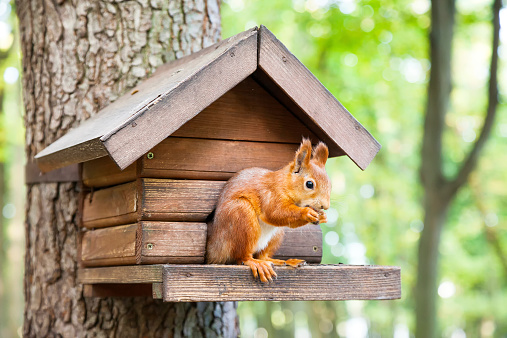 Wild red european squirrel eats in his house