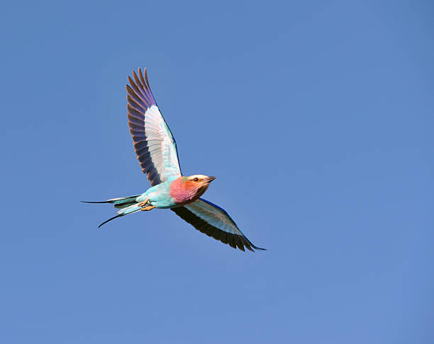 istock Lilac-breasted Roller flies wings outstretched in Botswana, Africa 521230765