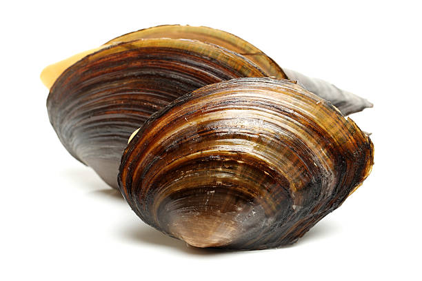 istock The swan mussel (large species of freshwater mussel) 521231456