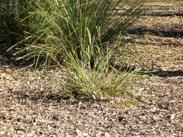 Sedge grass in garden with wood chip mulch Sedge grass in garden with wood chip mulch near Brisbane in Queensland, Australia carex pluriflora stock pictures, royalty-free photos & images