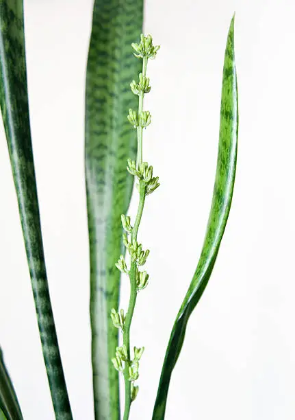 A plant named "Mother-in-law’s tongue" (Sansevieria) getting ready to bloom