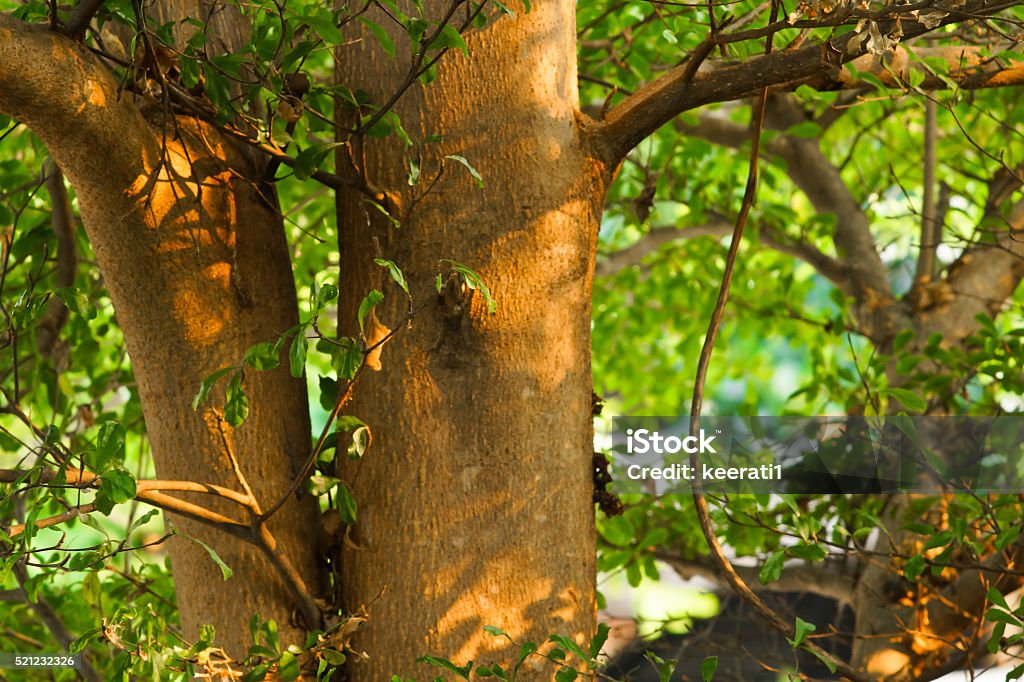 Green Tree Aging Process Stock Photo