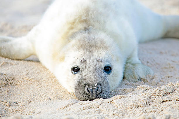 istock Baby Grey Seal (Halichoerus grypus) relaxing on the beach 521232537