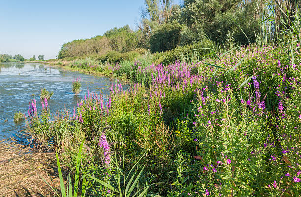 istock Colorful marshy landscape in summer 521232655