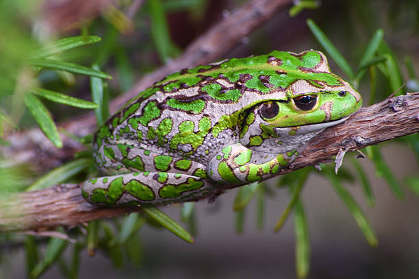 istock Motorbike frog 521232720