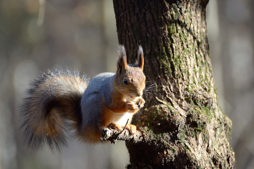 Red squirrel sits on a tree in park and eats
