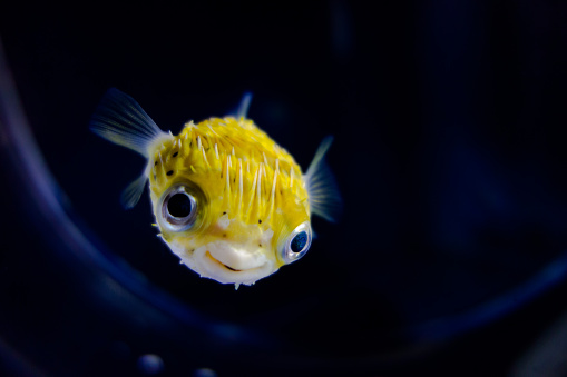 It is small and cute porcupine fish.