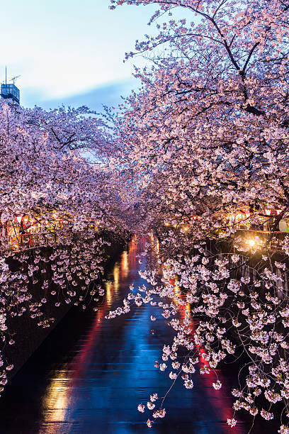 istock Sakura. Cherry blossom at Meguro Canal. 521236594