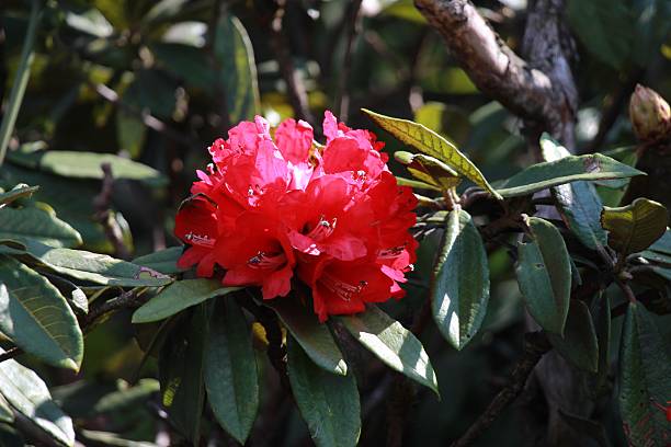 istock Beautiful colorful winter Flowers 521237264