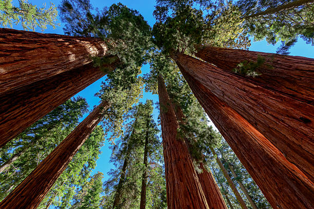 istock Giant sequoia trees in Sequoia National Park, California 521245647