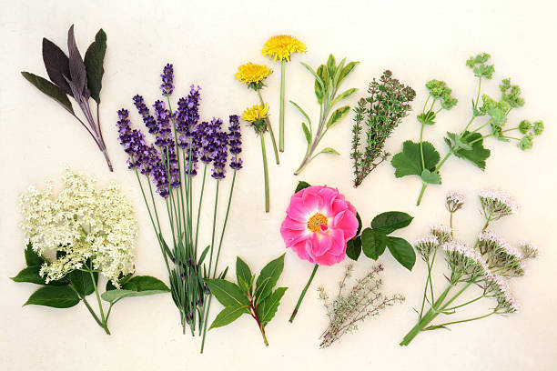 istock Healing Herbs and Flowers 521246771