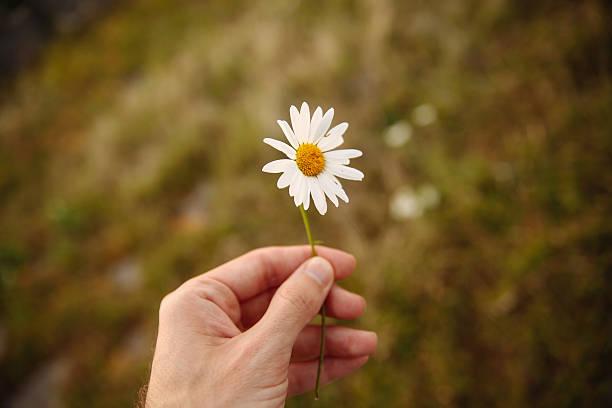 istock Vintage toned human hand holding a daisy 521246873
