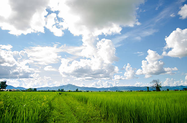 istock blue sky and clouds ,Green Field 521248373
