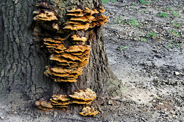 istock Reishi Mushroom in the forest 521248419