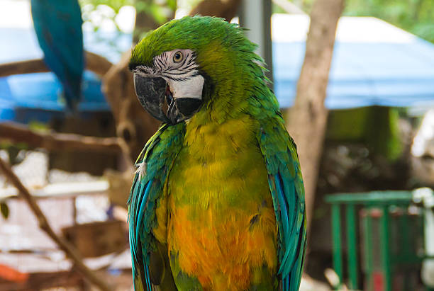 istock the macaw protrait in the farm 521249241