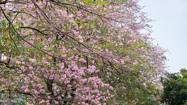pink trumpet tree (Tabebuia heterophylla) in garden pink trumpet tree (Tabebuia heterophylla) in garden tabebuia heterophylla stock pictures, royalty-free photos & images