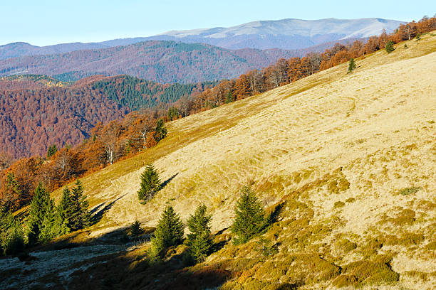 istock Colorful trees on slope in autumn Carpathian. 521257816