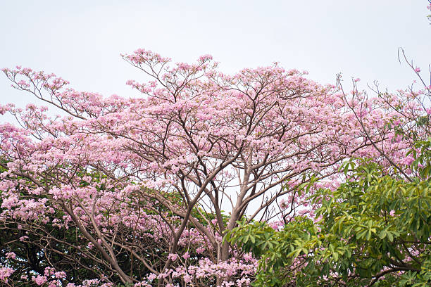istock pink trumpet tree (Tabebuia heterophylla) in garden 521257920