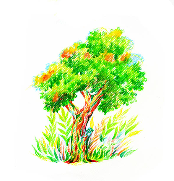 Tree With Bush Drawn By Color Pencils Stock Illustration