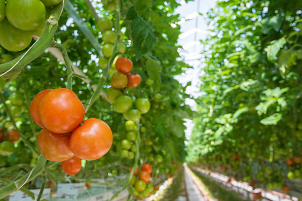 istock Ripening tomatoes in a Dutch hothouse 521258134