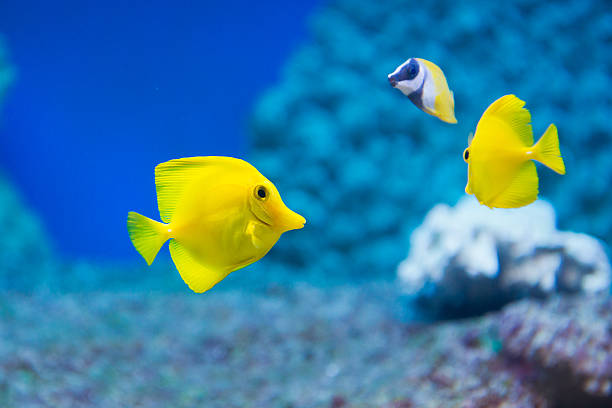 Zebrasoma flavescens - yellow tang Zebrasoma flavescens - yellow tang - saltwater fish tropical fish closeup stock pictures, royalty-free photos & images