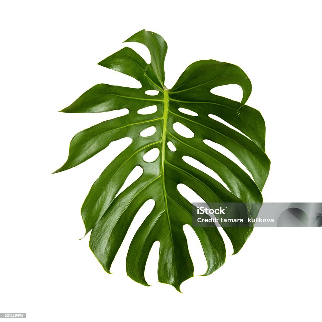 large green shiny leaf of monstera large green shiny leaf of monstera plant isolated on white background Leaf Stock Photo