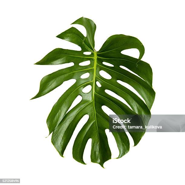 Large Green Shiny Leaf Of Monstera Stock Photo - Download Image Now - Leaf, Monstera, Cut Out